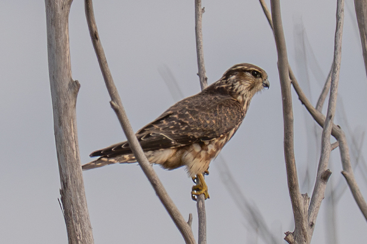 Дербник (Falco columbarius), Самарская область, Борский район, октябрь 2026