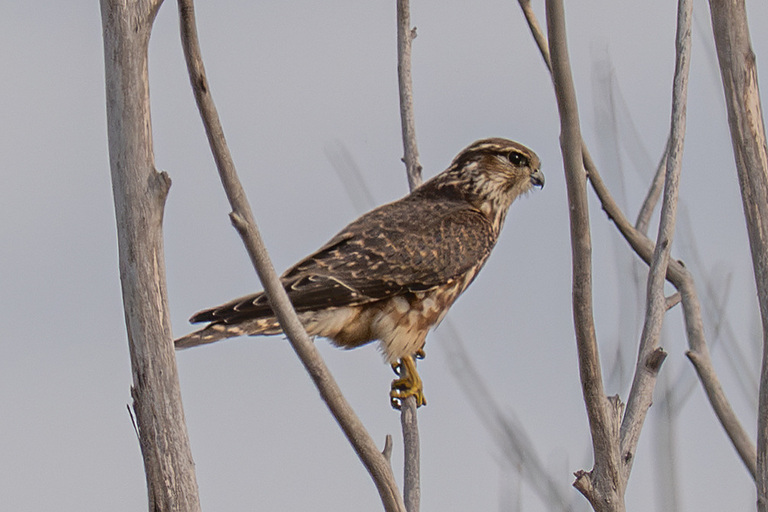 Дербник (Falco columbarius), Самарская область, Борский район, октябрь 2026