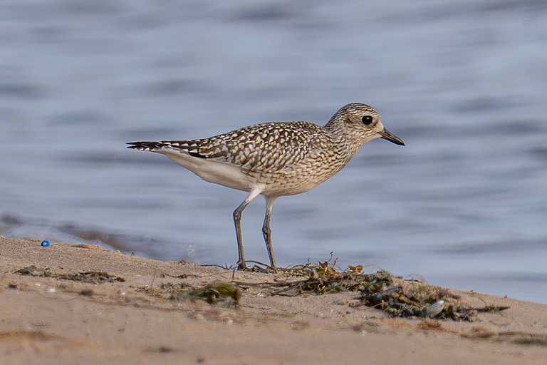 Тулес (Pluvialis squatarola), Самарская область, Ставропольский район, сентябрь 2026