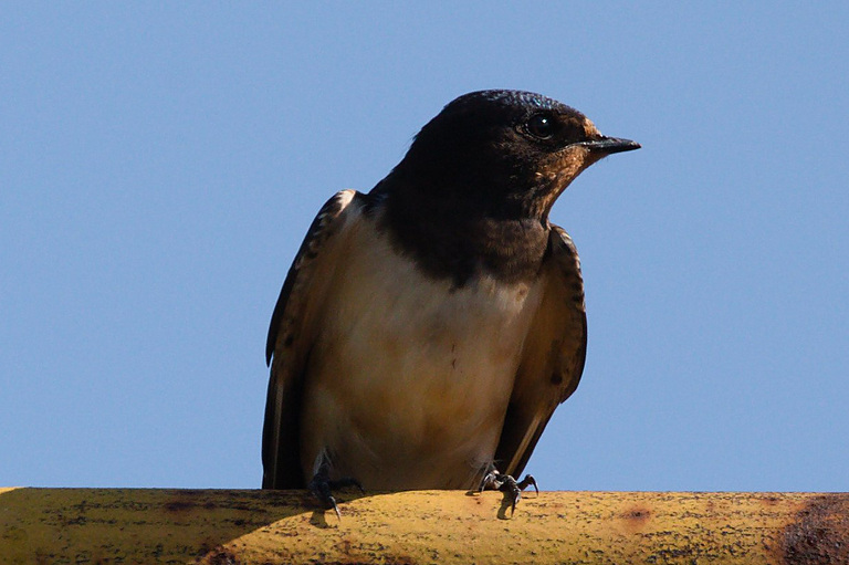 Деревенская ласточка (Hirundo rustica), Самарская область, Похвистневский район