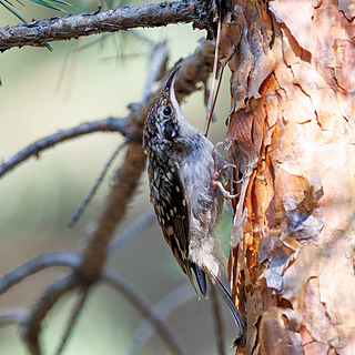 Пищуха