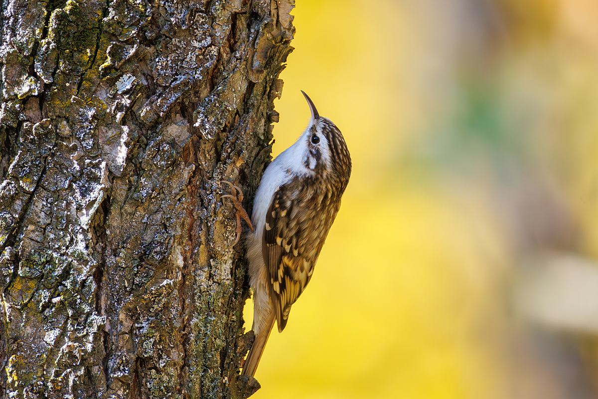 Пищуха (Certhia familiaris), Самарская область, городской округ Самара, октябрь 2026
