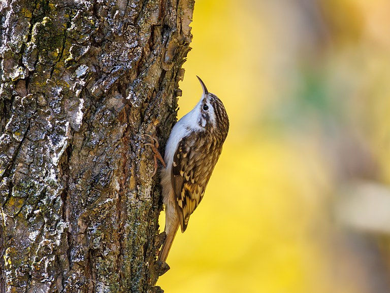 Пищуха (Certhia familiaris), Самарская область, городской округ Самара, октябрь 2026