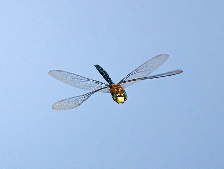 Коромысло помесное (Aeshna mixta), Самарская область, Волжский район, сентябрь 2026