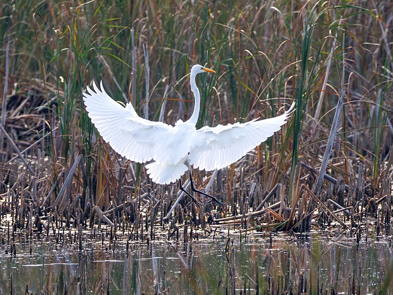 Большая белая цапля (Ardea alba), Самарская область, Волжский район, сентябрь 2026
