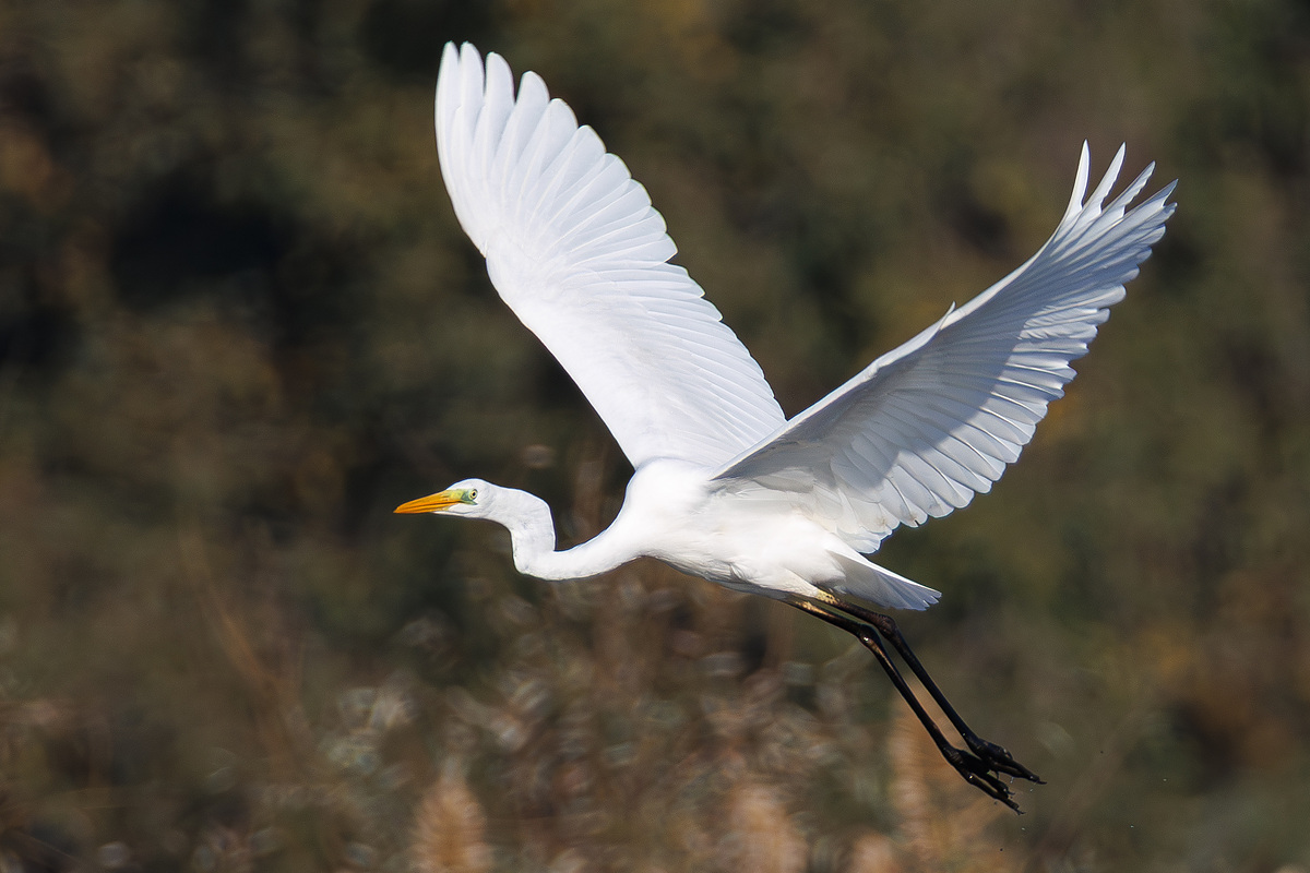 Большая белая цапля (Ardea alba), Самарская область, Волжский район, сентябрь 2026