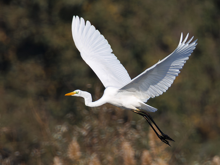Большая белая цапля (Ardea alba), Самарская область, Волжский район, сентябрь 2026