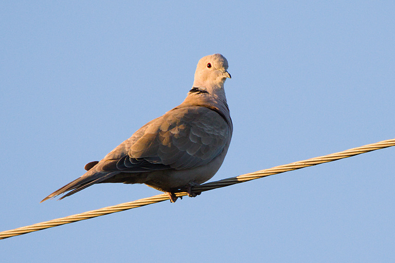 Кольчатая горлица (Streptopelia decaocto), Самарская область, Нефтегорский район, август 2026