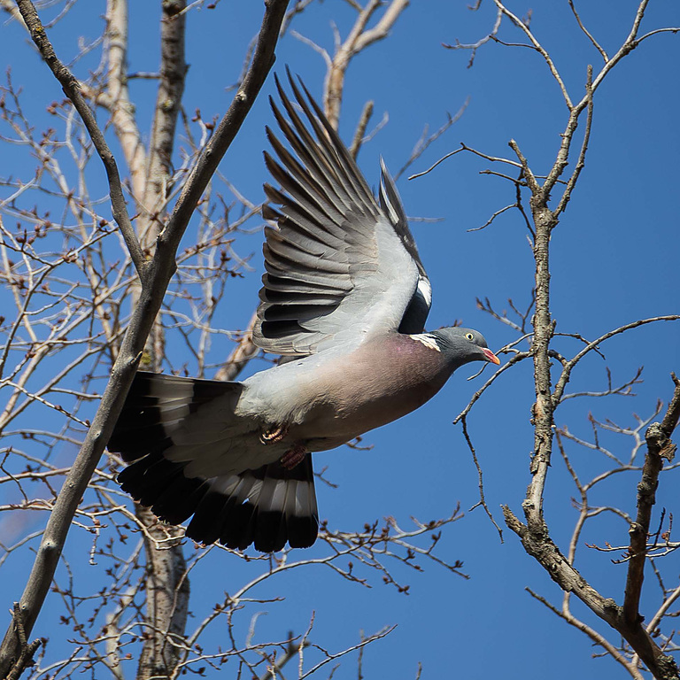 Вяхирь (Columba palumbus), Самарская область, городской округ Самара, март 2026
