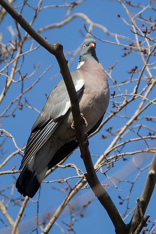 Вяхирь (Columba palumbus), Самарская область, городской округ Самара, март 2026