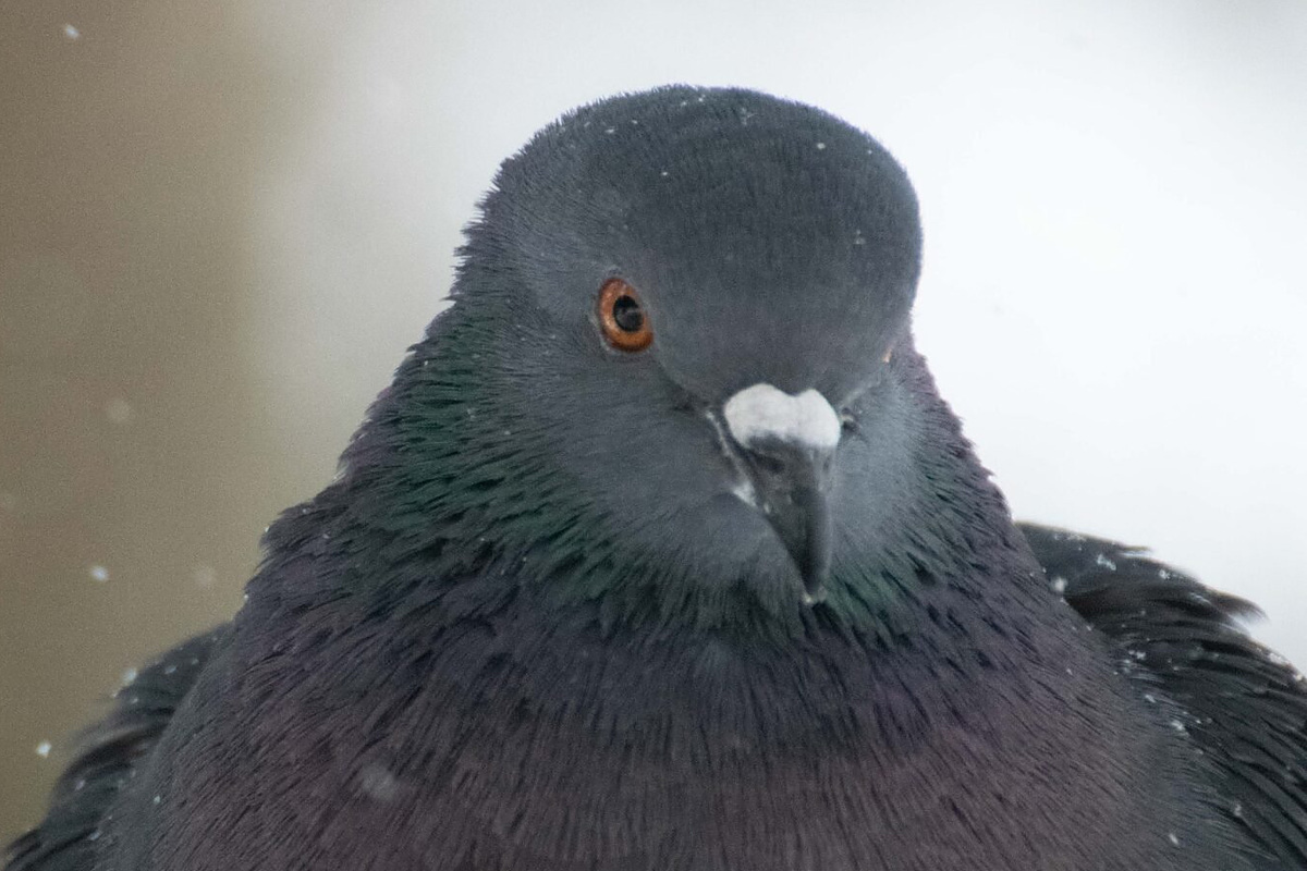 Сизый голубь (Columba livia), Самарская область, городской округ Самара, март 2026