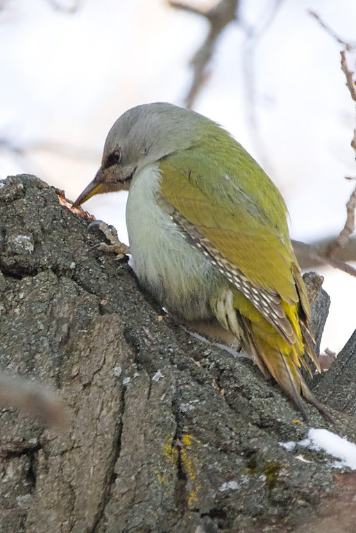 Седой дятел (Picus canus), Самарская область, городской округ Самара