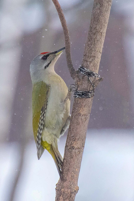 Седой дятел (Picus canus), Самарская область, городской округ Самара, февраль 2026