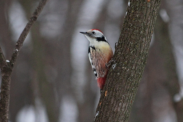 Средний пестрый дятел (Dendrocoptes medius), Самарская область, городской округ Самара, январь 2026