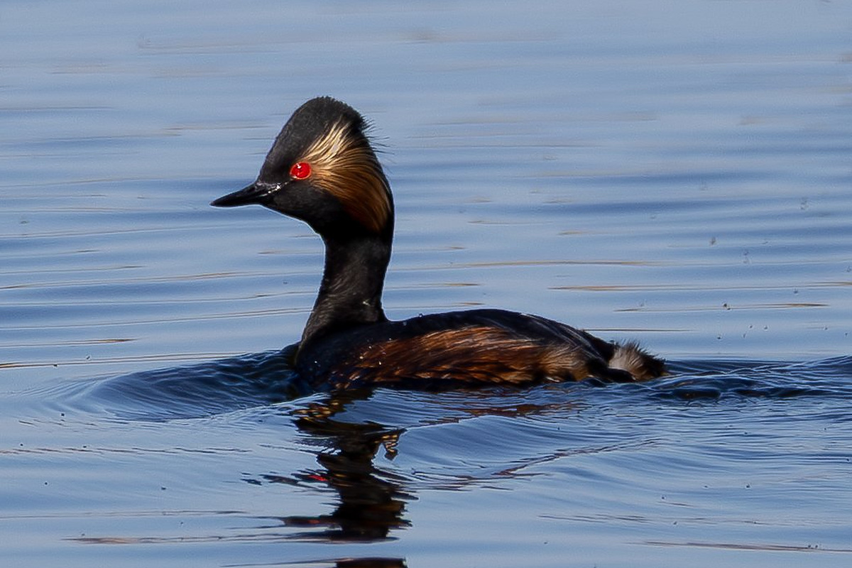 Черношейная поганка (Podiceps nigricollis), Самарская область, Волжский район, апрель 2026