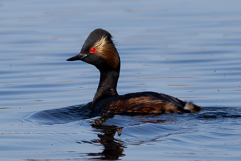 Черношейная поганка (Podiceps nigricollis), Самарская область, Волжский район, апрель 2026