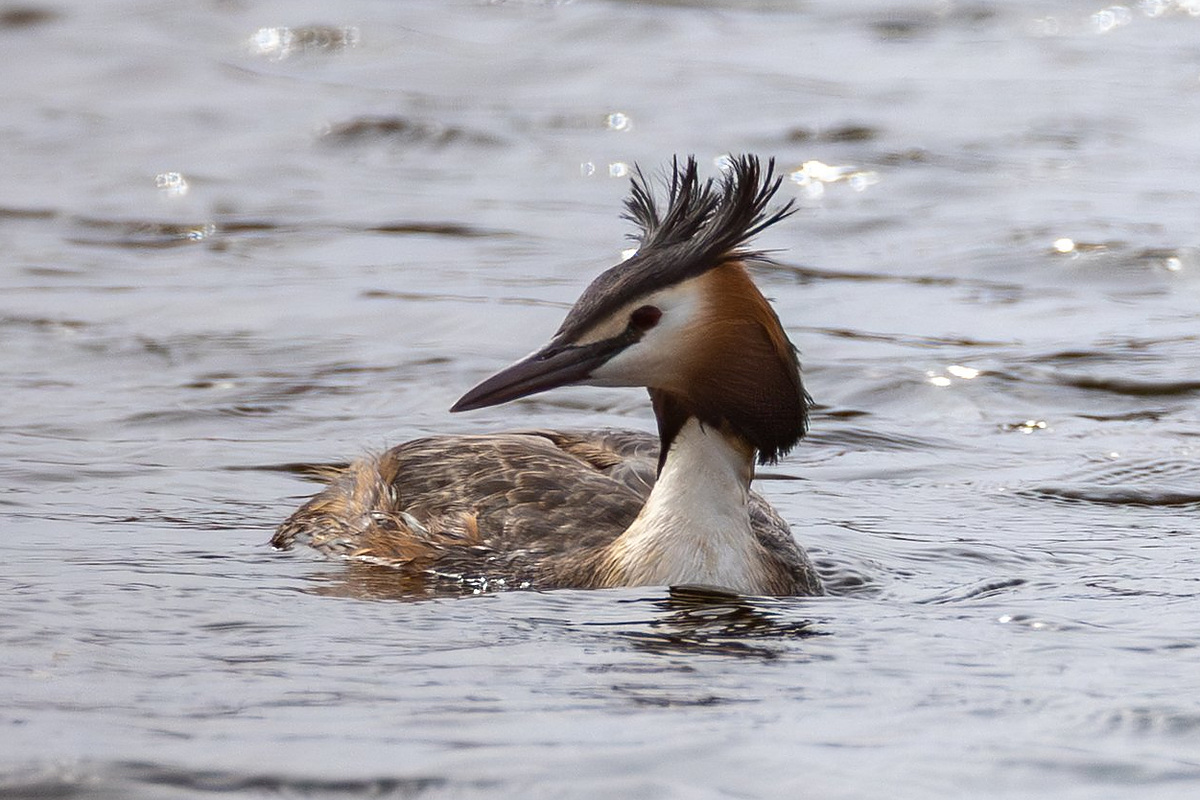 Большая поганка (чомга) (Podiceps cristatus), Самарская область, Волжский район, апрель 2026