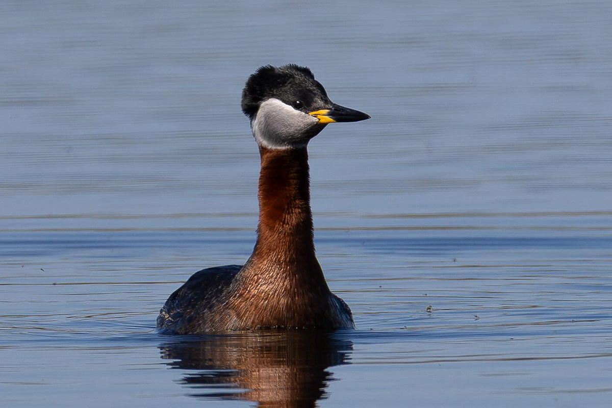 Серощёкая поганка (Podiceps grisegena), Самарская область, Волжский район, апрель 2026