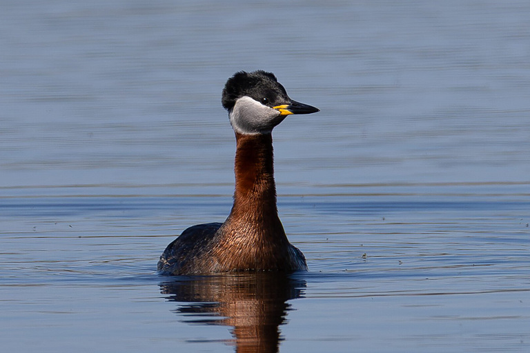 Серощёкая поганка (Podiceps grisegena), Самарская область, Волжский район, апрель 2026