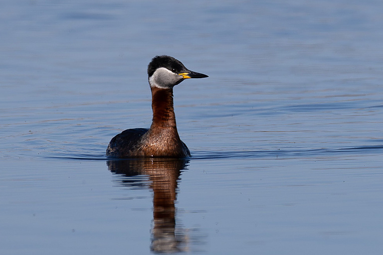 Серощёкая поганка (Podiceps grisegena), Самарская область, Волжский район, апрель 2026
