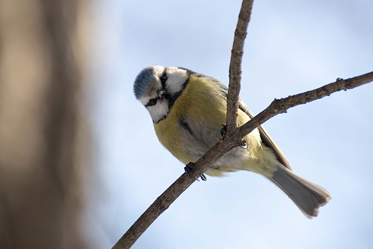Лазоревка обыкновенная (Cyanistes caeruleus), Самарская область, март 2026