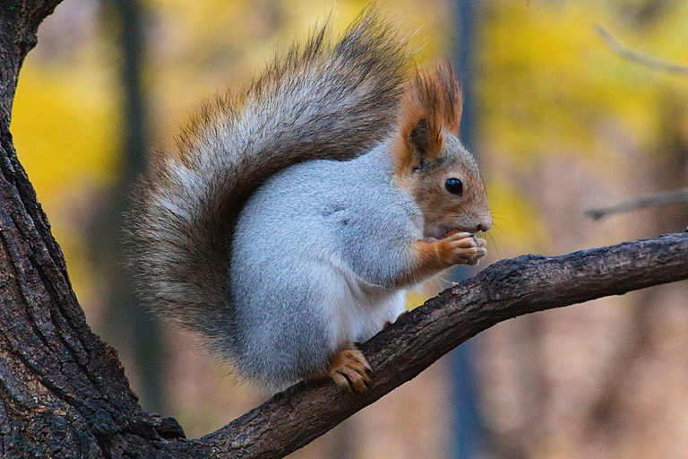 Белка обыкновенная (Sciurus vulgaris), Самарская область, городской округ Самара, октябрь 2024