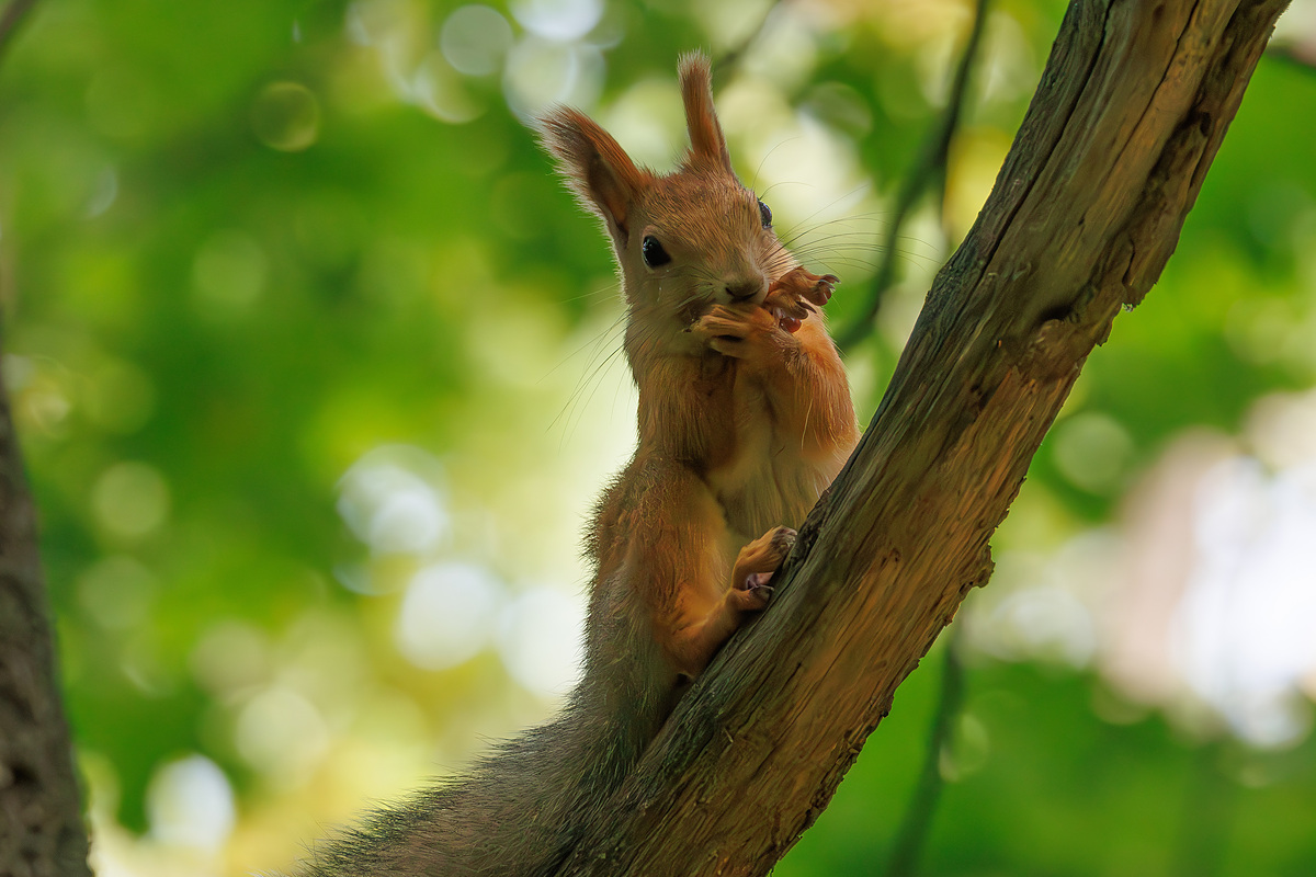 Белка обыкновенная (Sciurus vulgaris), Самарская область, городской округ Самара, сентябрь 2026