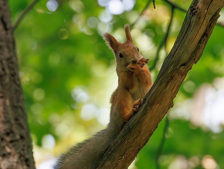 Белка обыкновенная (Sciurus vulgaris), Самарская область, городской округ Самара, сентябрь 2026