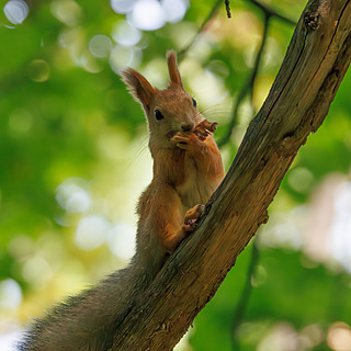 Фотография дикой природы