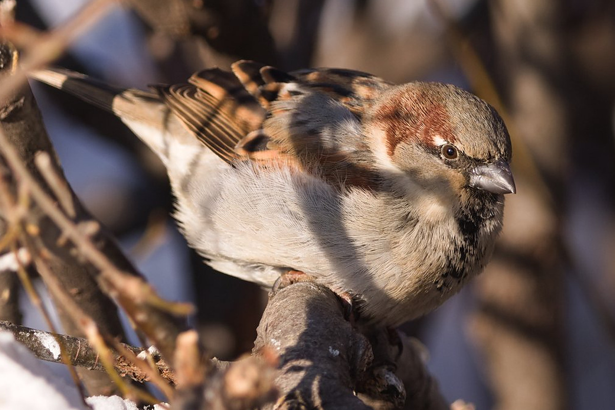 Домовый воробей (Passer domesticus), Самарская область, городской округ Самара