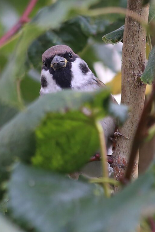 Полевой воробей (Passer montanus), Самарская область, Борский район, октябрь 2024