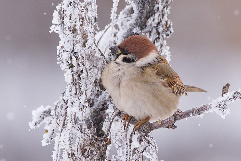Полевой воробей (Passer montanus), Самарская область, Похвистневский район, январь 2026