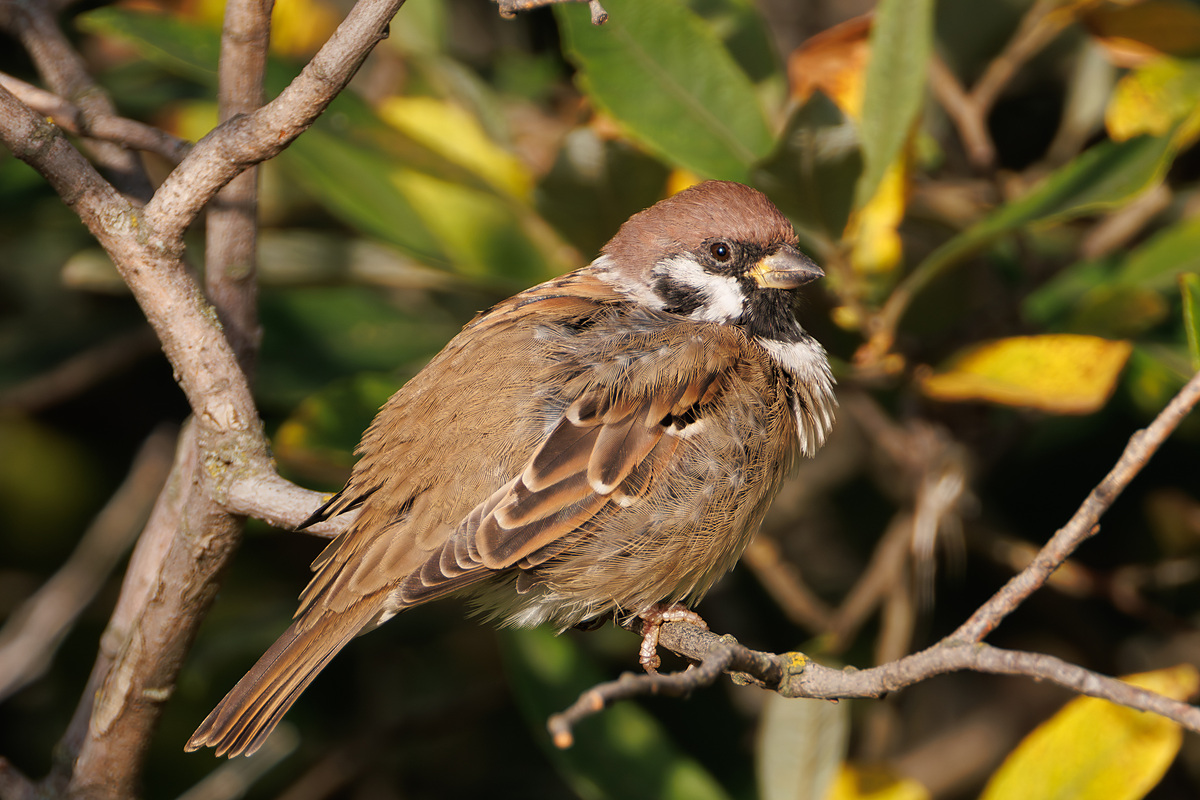 Полевой воробей (Passer montanus), Самарская область, Волжский район, сентябрь 2026