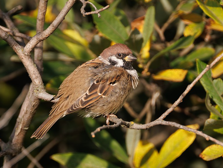 Полевой воробей (Passer montanus), Самарская область, Волжский район, сентябрь 2026
