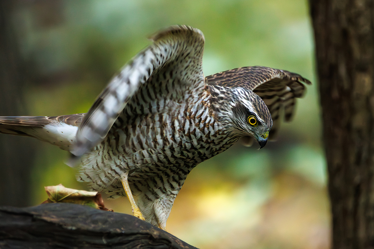 Перепелятник (Accipiter nisus), Самарская область, городской округ Самара, октябрь 2026