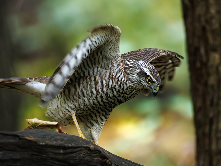 Перепелятник (Accipiter nisus), Самарская область, городской округ Самара, октябрь 2026