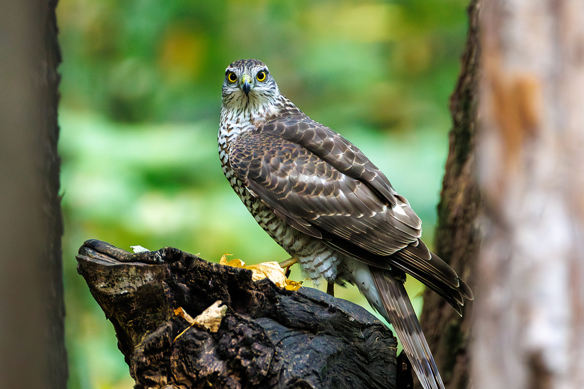 Перепелятник (Accipiter nisus), Самарская область, городской округ Самара, октябрь 2026