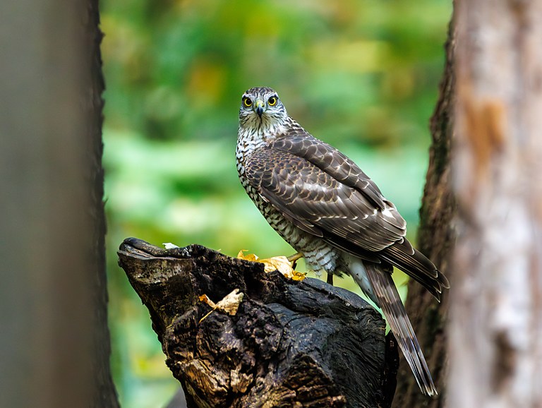 Перепелятник (Accipiter nisus), Самарская область, городской округ Самара, октябрь 2026