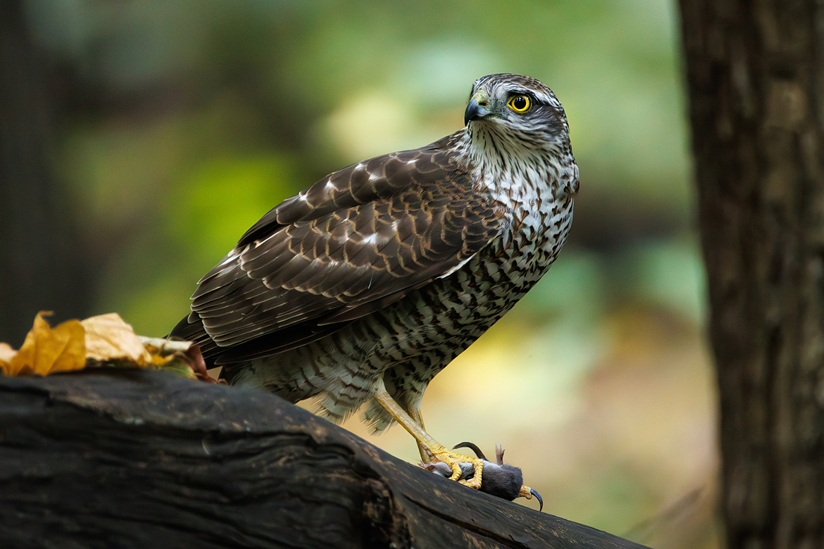 Перепелятник (Accipiter nisus), Самарская область, городской округ Самара, октябрь 2026