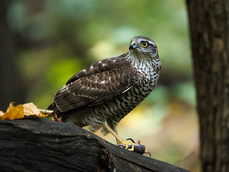 Перепелятник (Accipiter nisus), Самарская область, городской округ Самара, октябрь 2026
