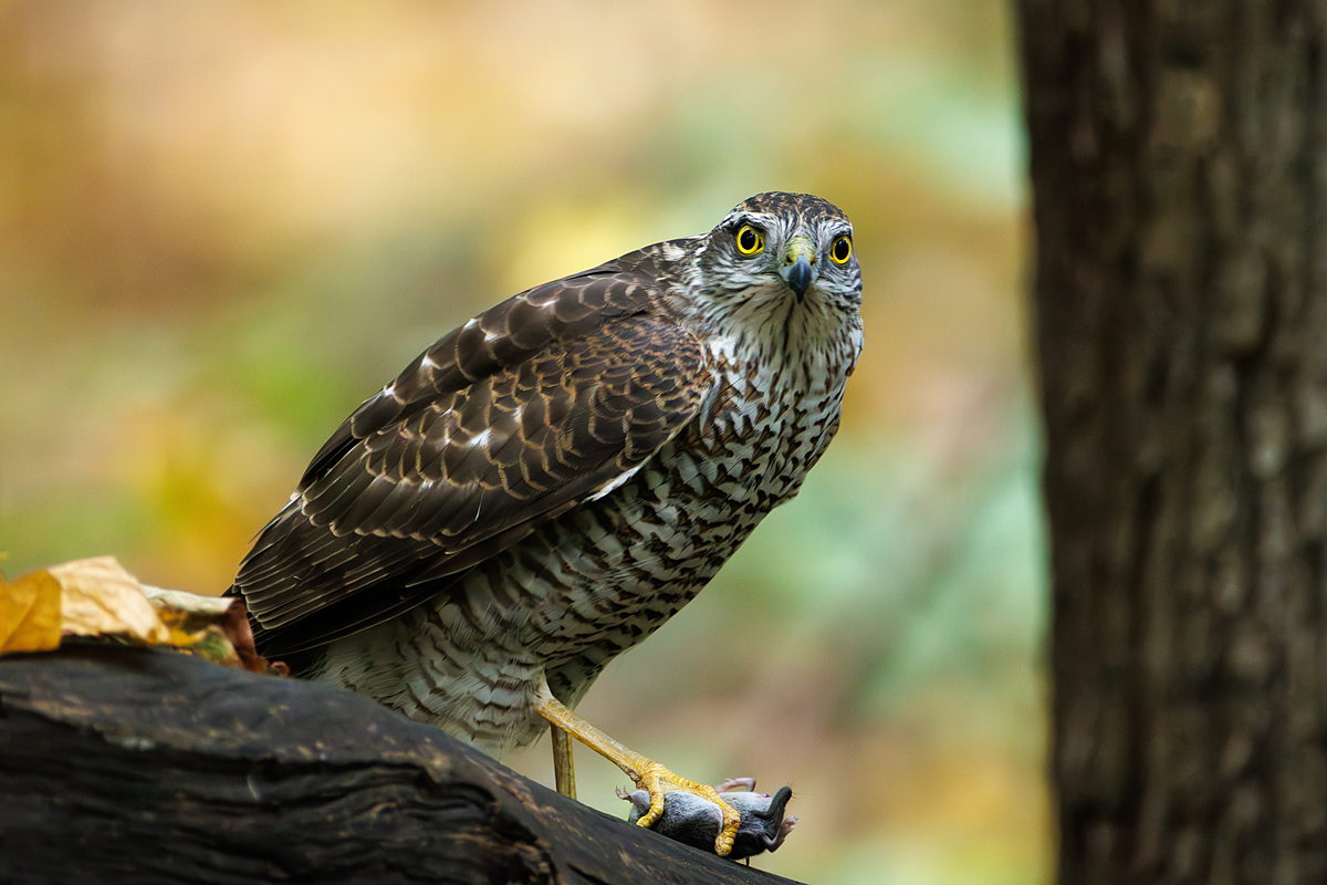 Перепелятник (Accipiter nisus), Самарская область, городской округ Самара, октябрь 2026