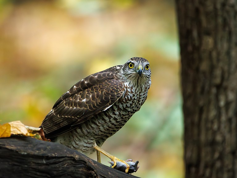 Перепелятник (Accipiter nisus), Самарская область, городской округ Самара, октябрь 2026