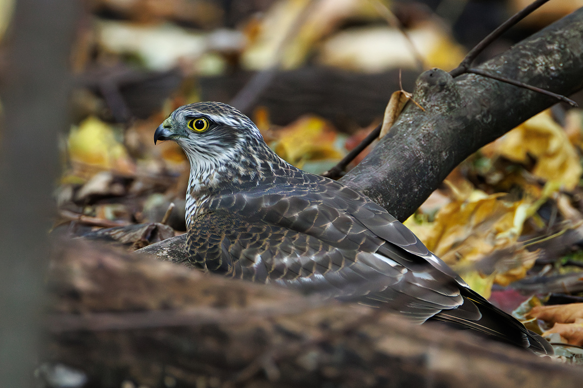 Перепелятник (Accipiter nisus), Самарская область, городской округ Самара, октябрь 2026