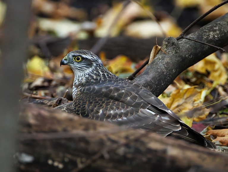 Перепелятник (Accipiter nisus), Самарская область, городской округ Самара, октябрь 2026