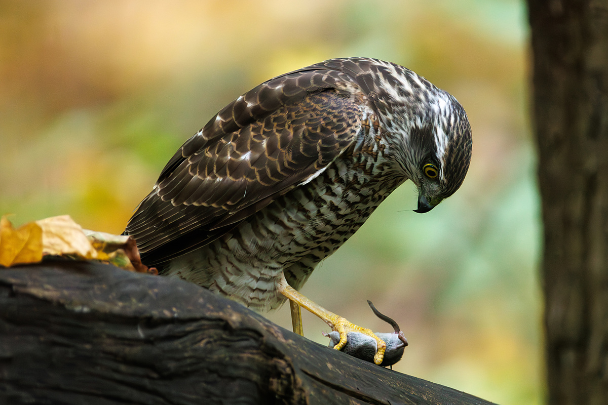 Перепелятник (Accipiter nisus), Самарская область, городской округ Самара, октябрь 2026