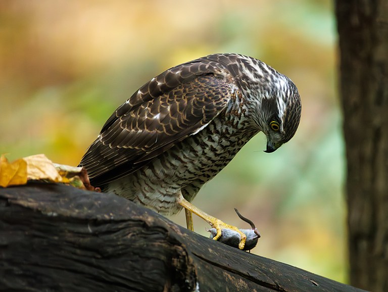 Перепелятник (Accipiter nisus), Самарская область, городской округ Самара, октябрь 2026