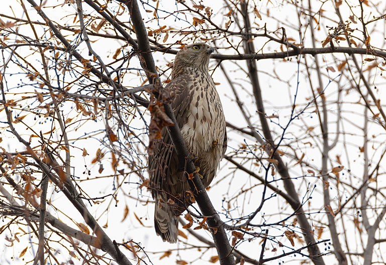 Ястреб-тетеревятник (Accipiter gentilis), Москва, октябрь 2026