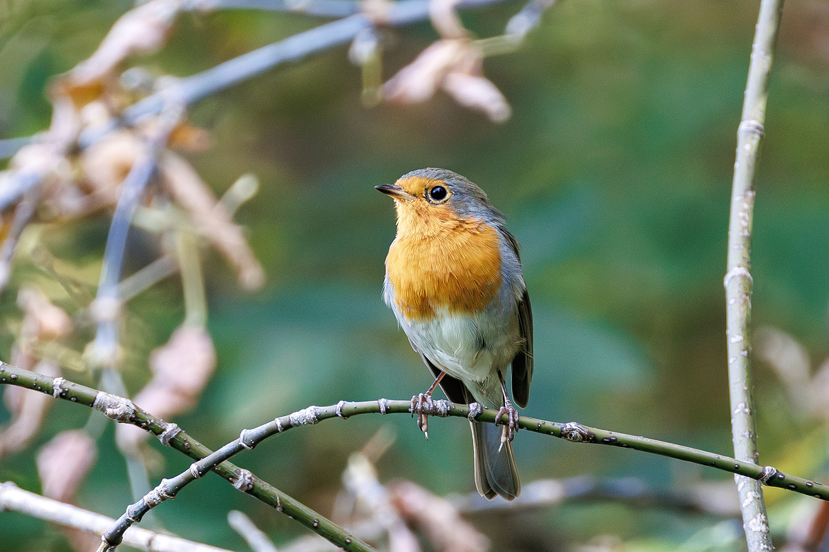 Зарянка (Erithacus rubecula), Самарская область, городской округ Самара, сентябрь 2026