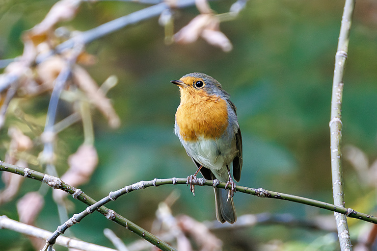 Зарянка (Erithacus rubecula), Самарская область, городской округ Самара, сентябрь 2026