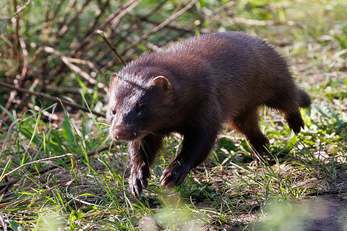 Американская норка (Mustela vison), Самарская область, Волжский район, сентябрь 2026